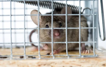 How Pest Control Gets Rid of Mice ─ Proven Tips for a Rodent-Free Home